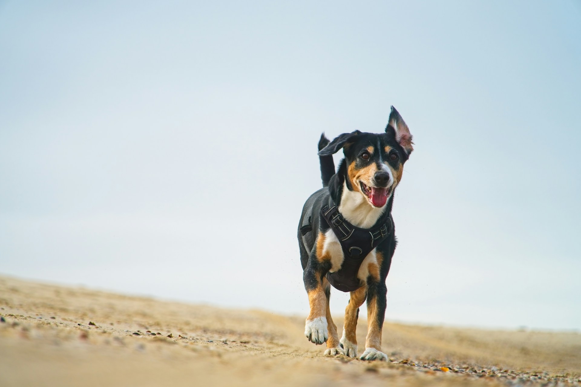 A dog with a harness running on a beach