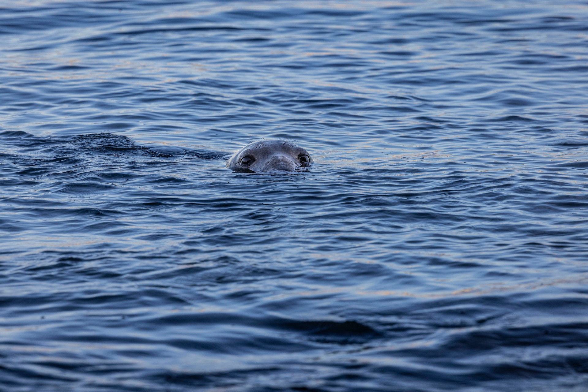 A seal poking it's head out of water