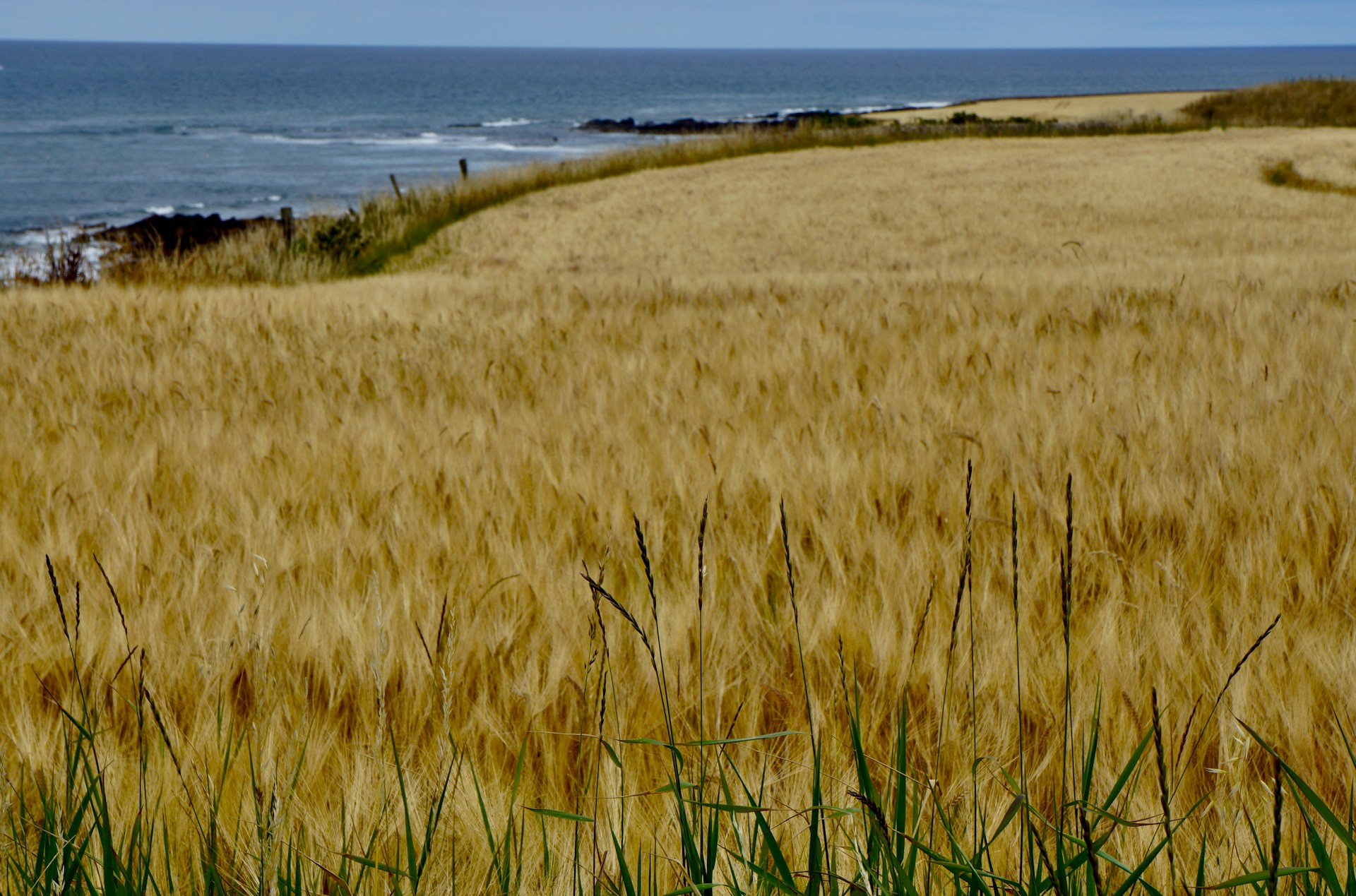 A field of wheat overlooking a rocky coast