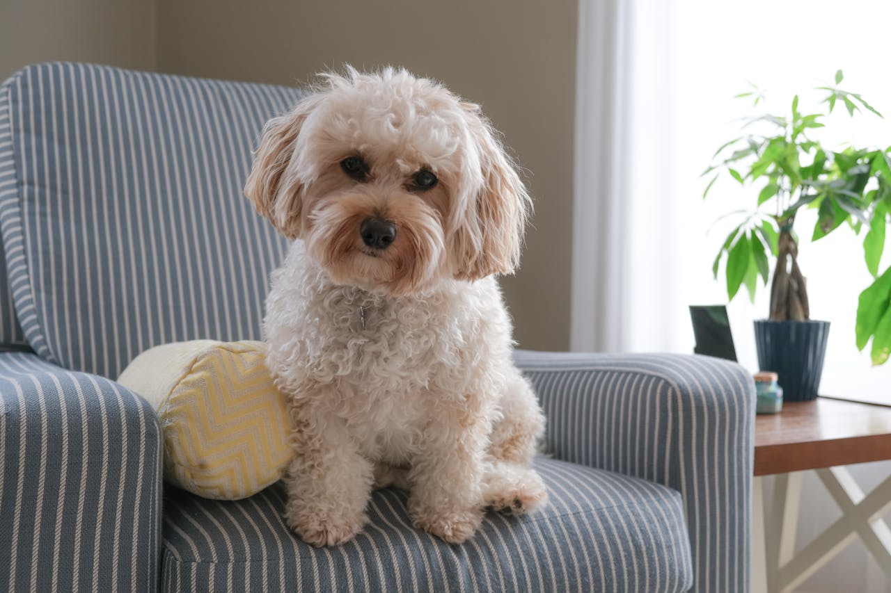 A white Poodle sitting on a striped armchair