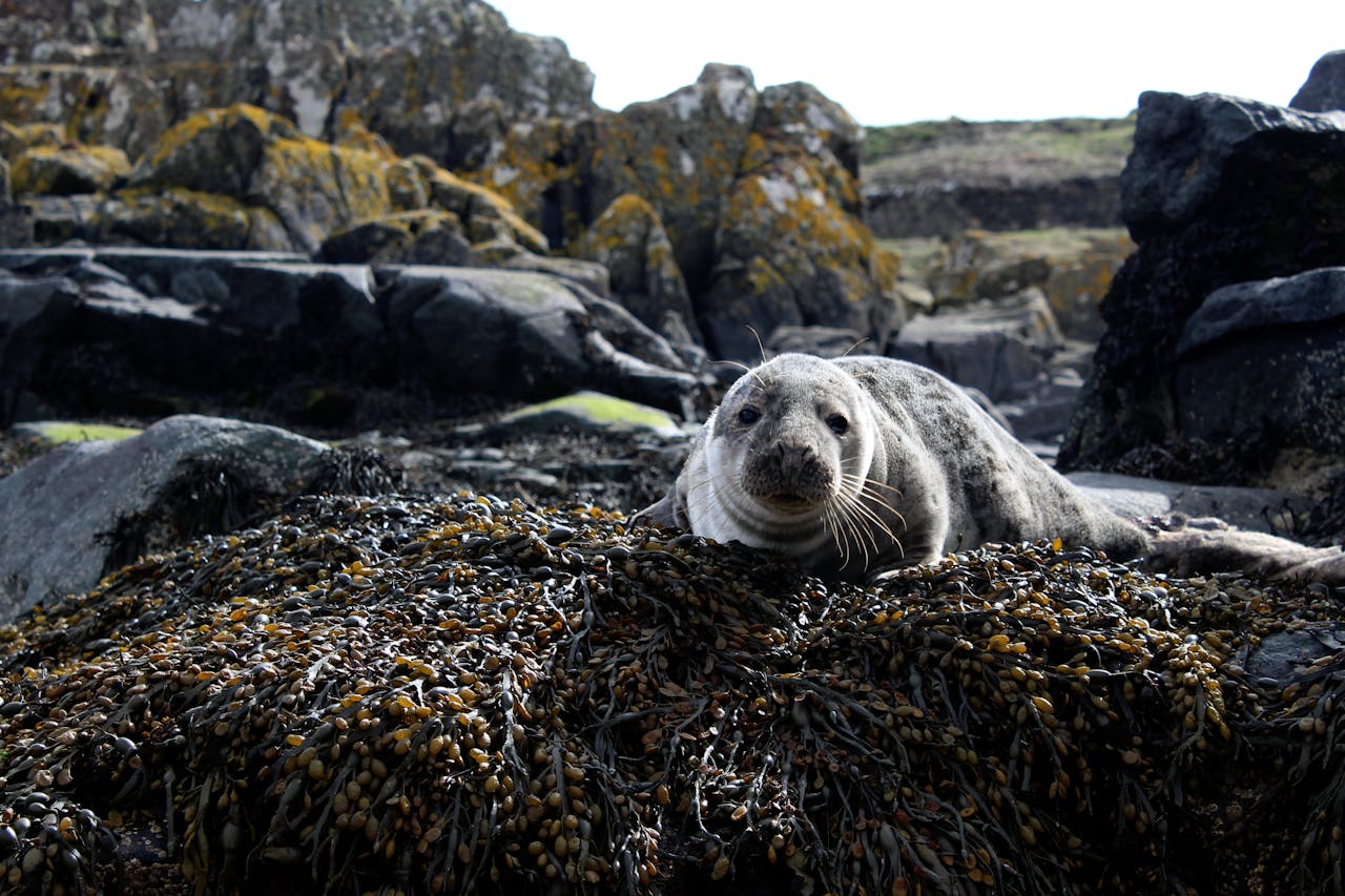 A seal pup on a pile of seaweed amongst rocks