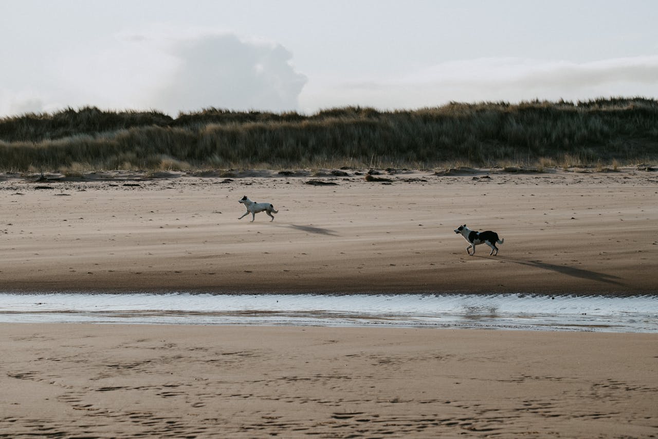 White and black dogs running on a beach