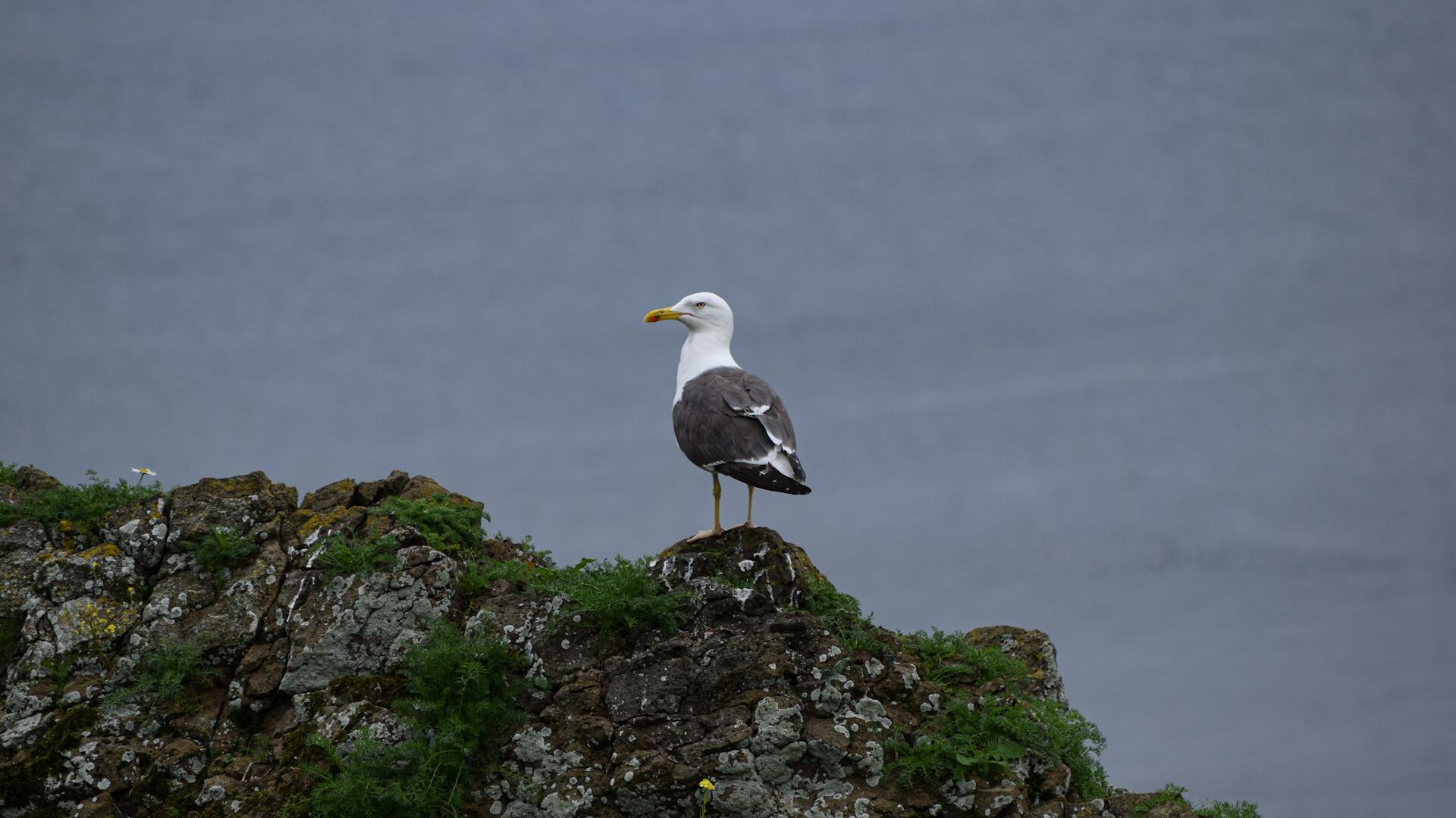 A seagull stood on a dark grey rock