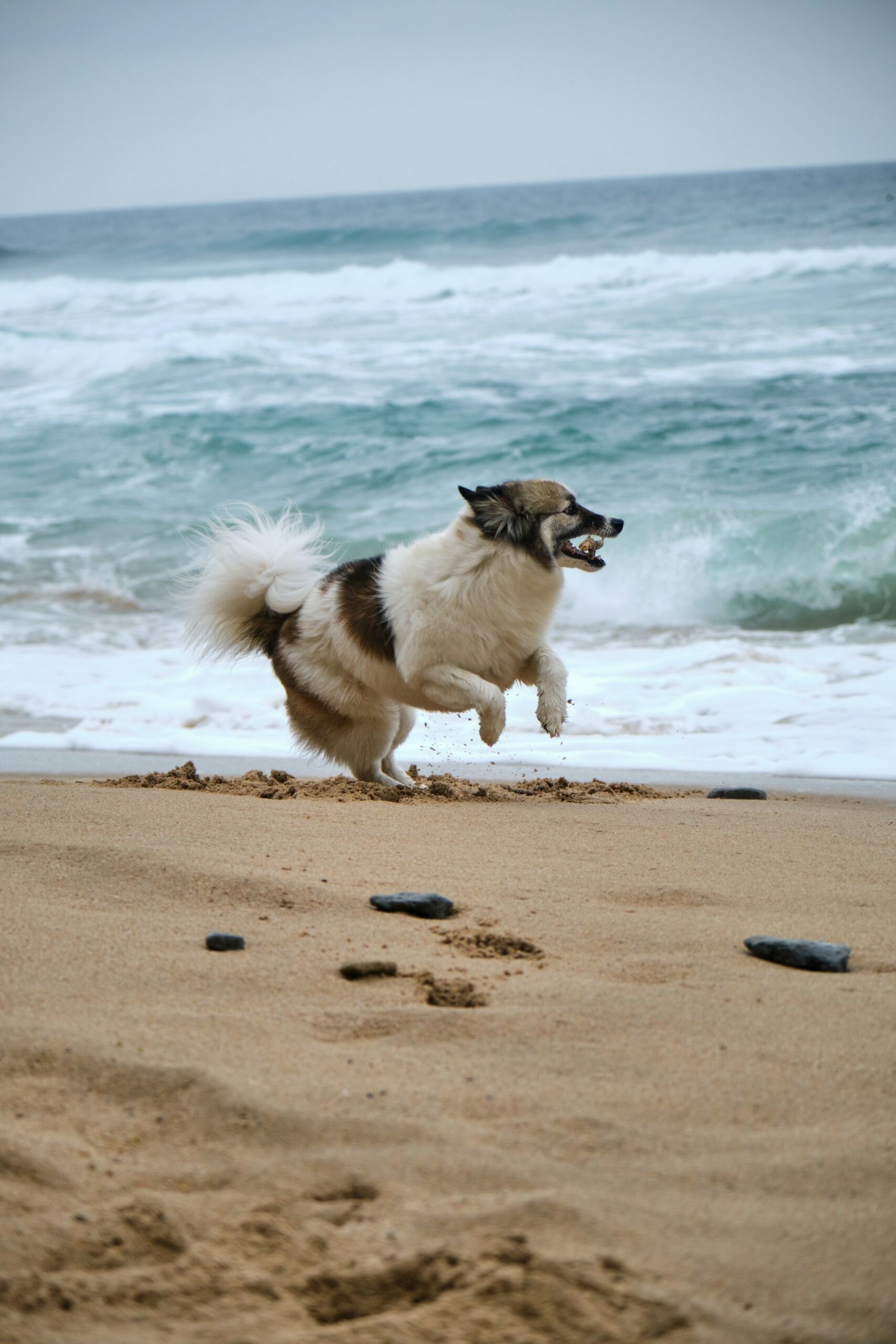 A fluffy dog playing on a beach