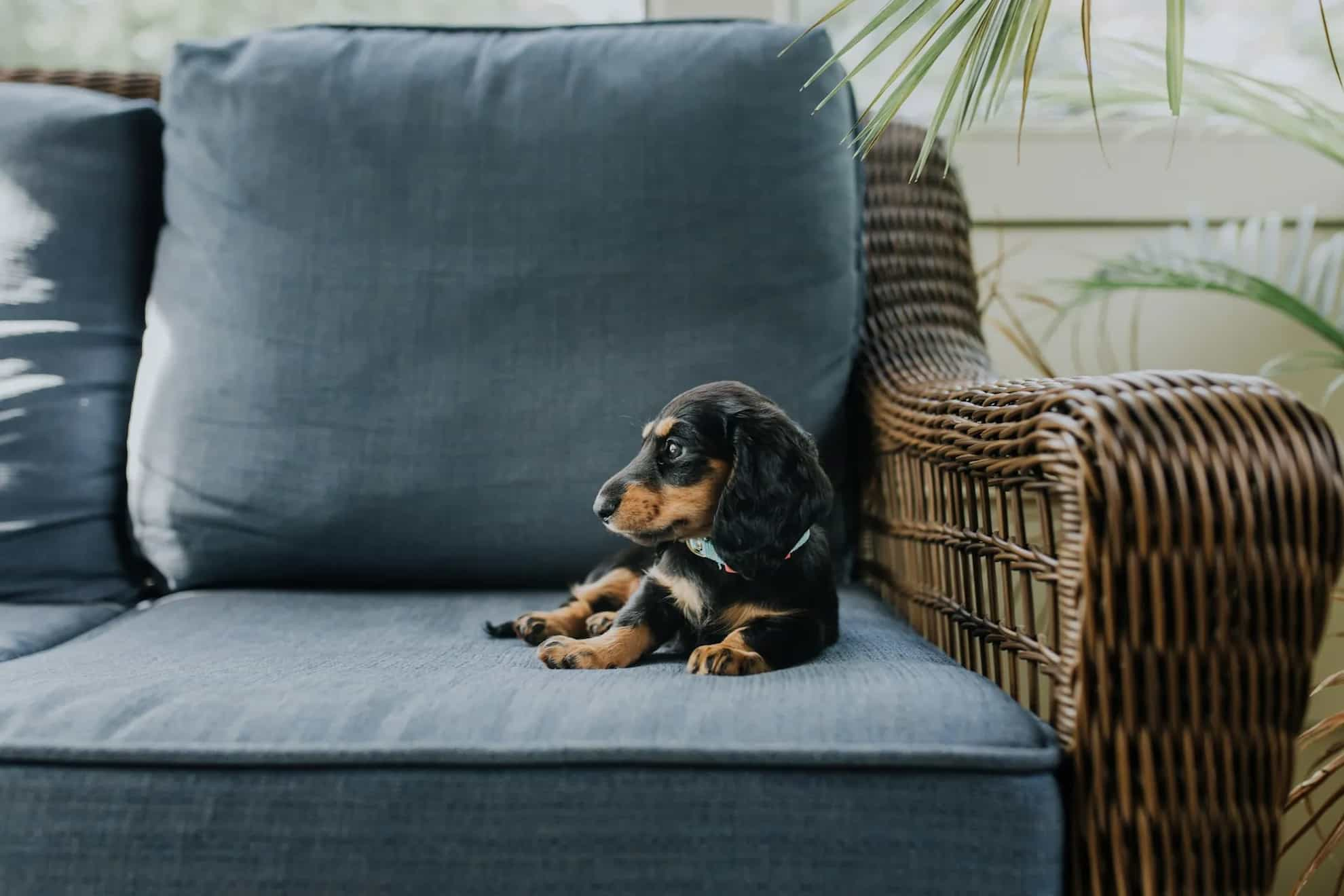 Black puppy on a blue padded sofa