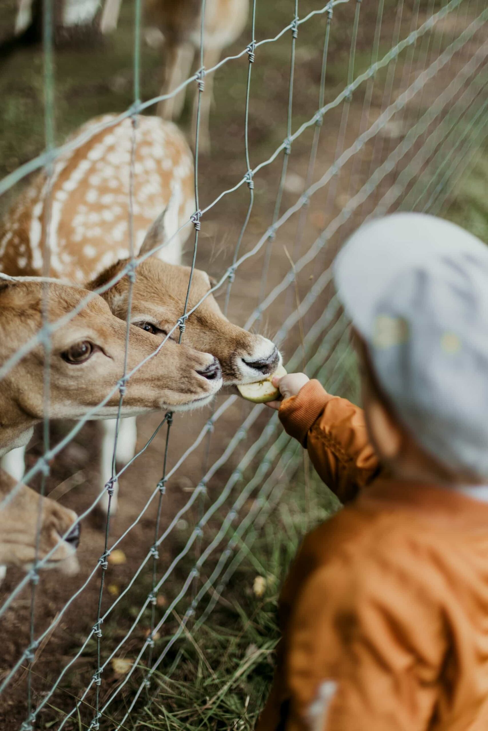 A boy feeding brown deers through a fence