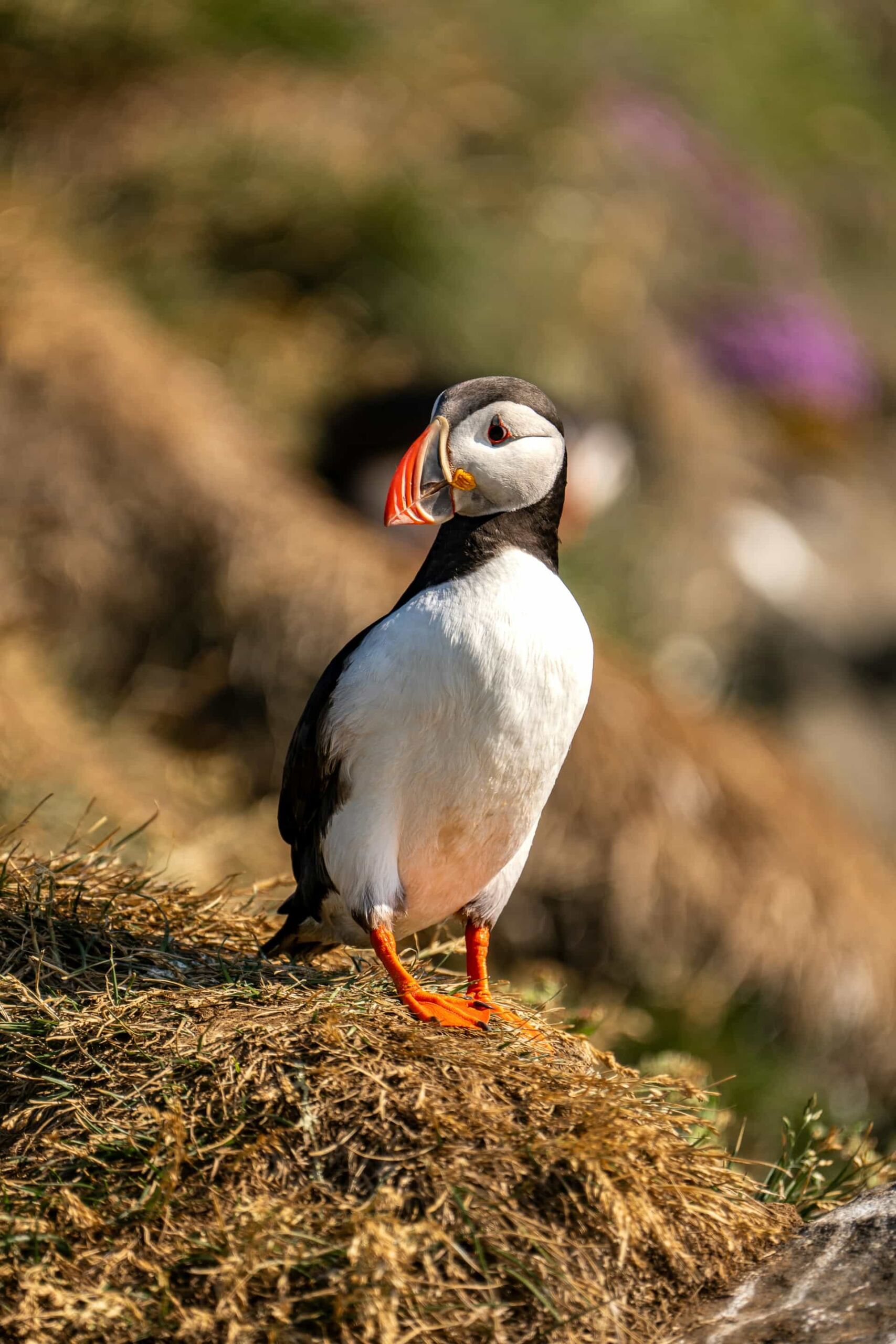 A Puffin standing on a grassy rock