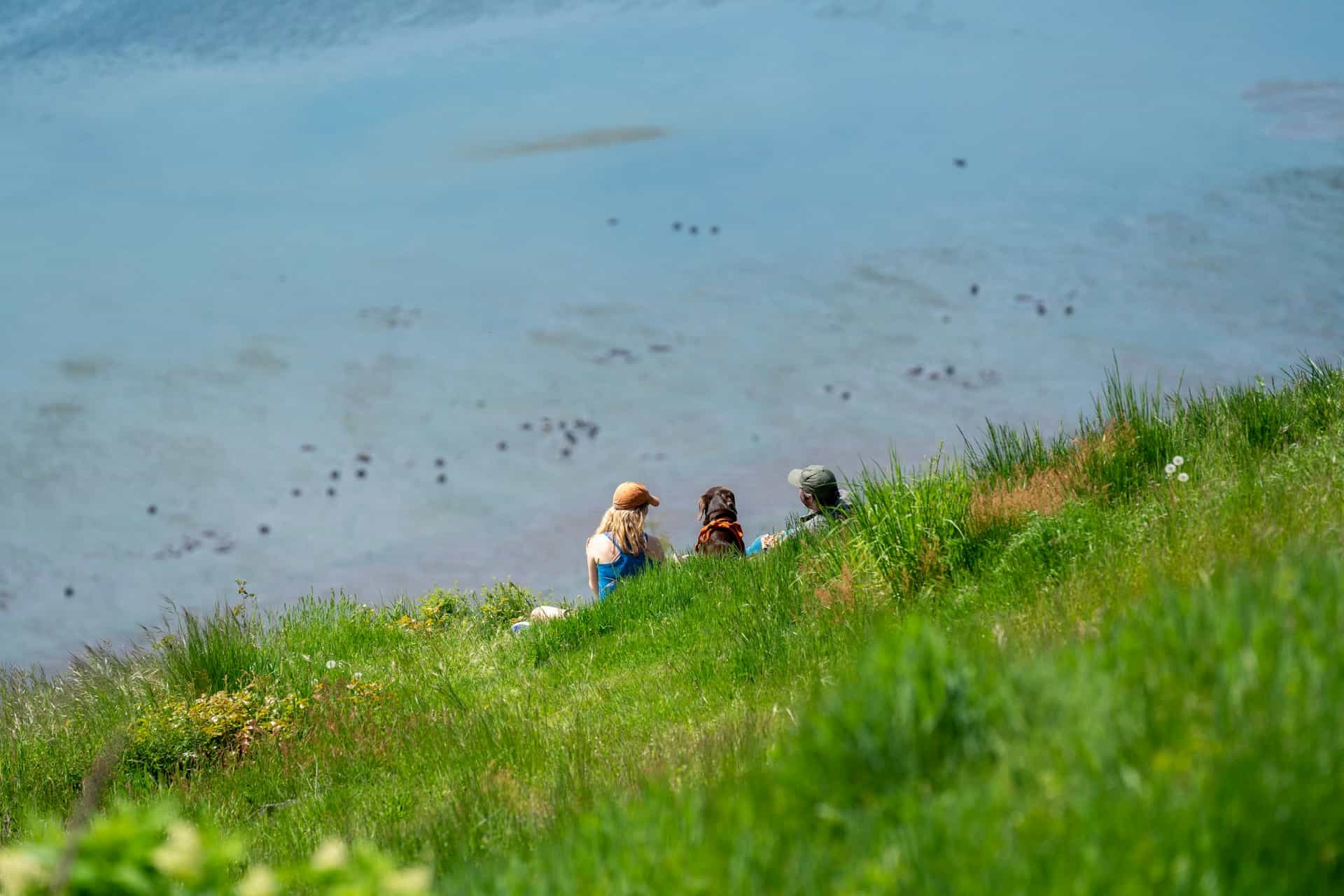 People and a dog sat on a hill overlooking water