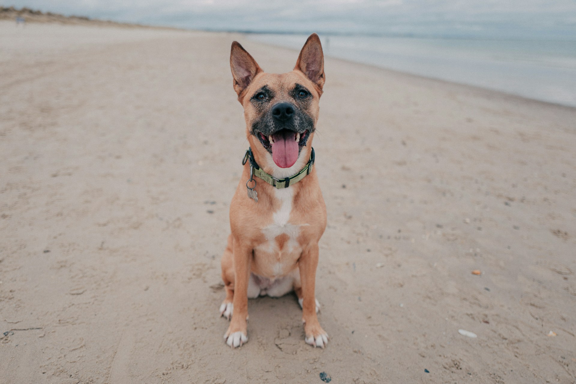 A brown dog sat on a sandy beach