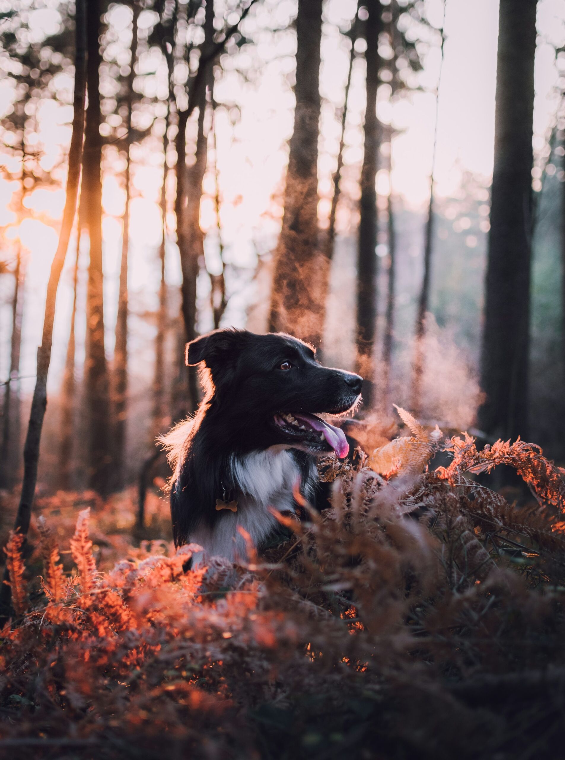 A dog amongst red plants in a forest